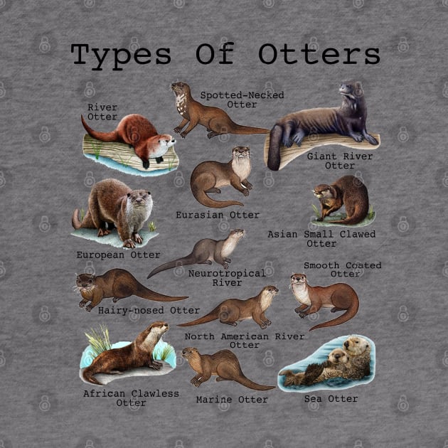 Otters Sea Otter Giant Otter Educational Animal by Studio Hues